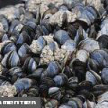 Taboulé aux moules